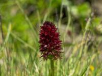 Gewöhnliches Kohlröschen Orchidee